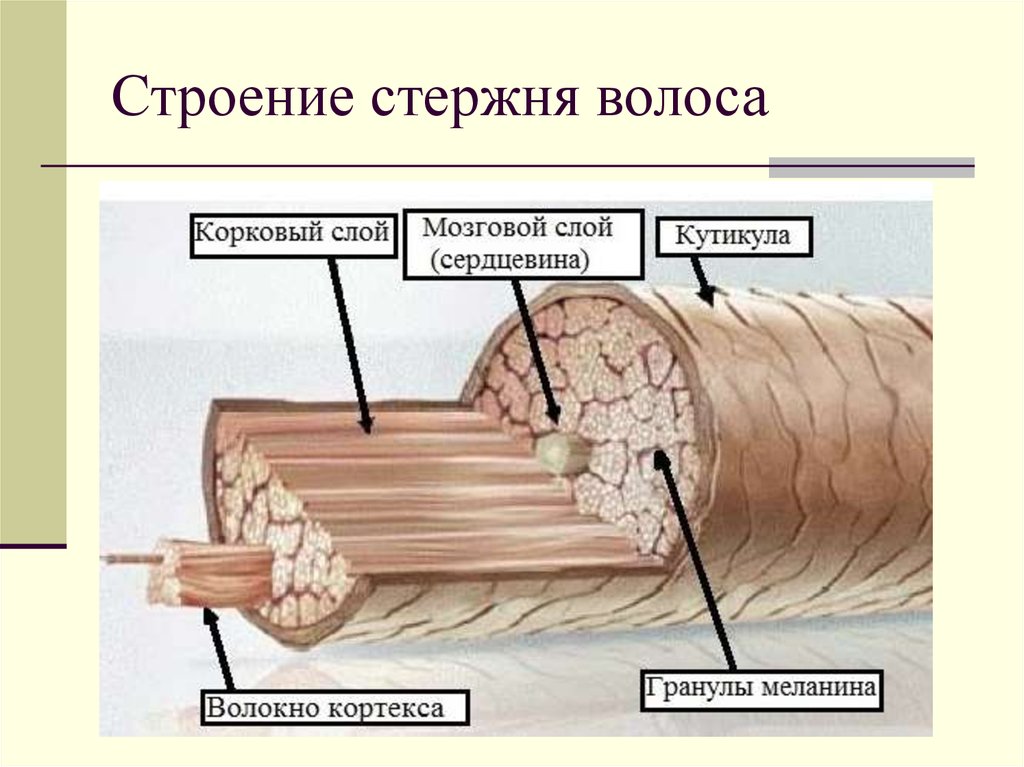 Где образуются вещества смазывающие волосы человека на картинке